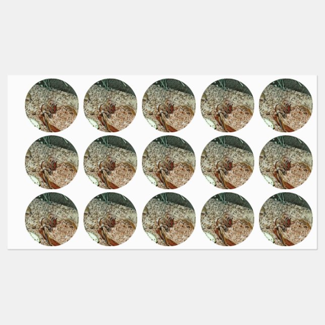 Toony dwarf mice labels (Sheet)