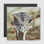 toony ostrich (Front/Back)