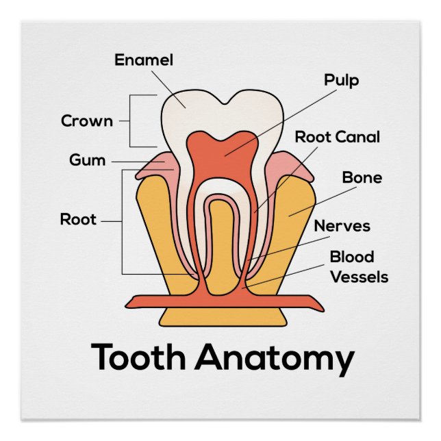 Tooth Anatomy Chart (Front)