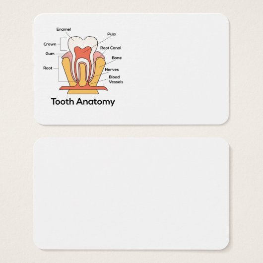 Tooth Anatomy Chart (Front & Back)