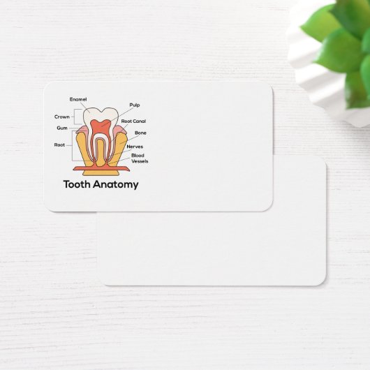 Tooth Anatomy Chart (Desk)