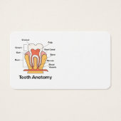 Tooth Anatomy Chart (Front)