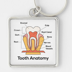 Tooth Anatomy Chart Keychain