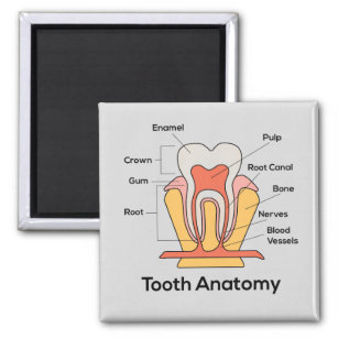 Tooth Anatomy Chart Magnet