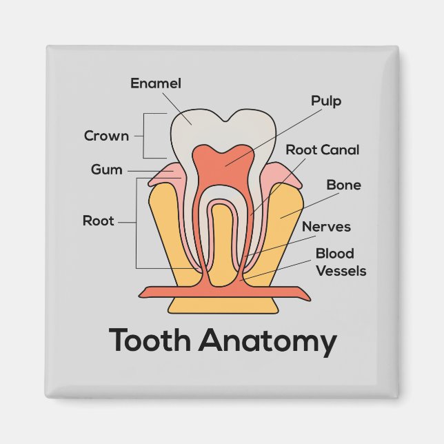 Tooth Anatomy Chart Magnet (Front)