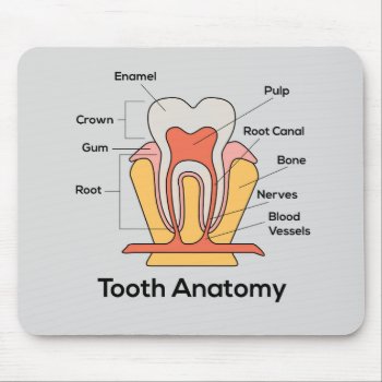 Tooth Anatomy Chart Mouse Pad by paul68 at Zazzle