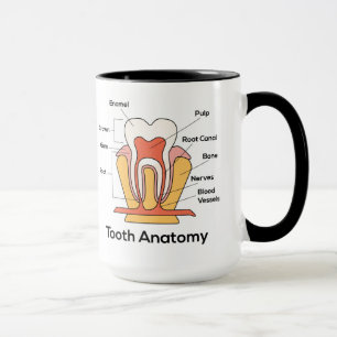 Tooth Anatomy Chart Mug