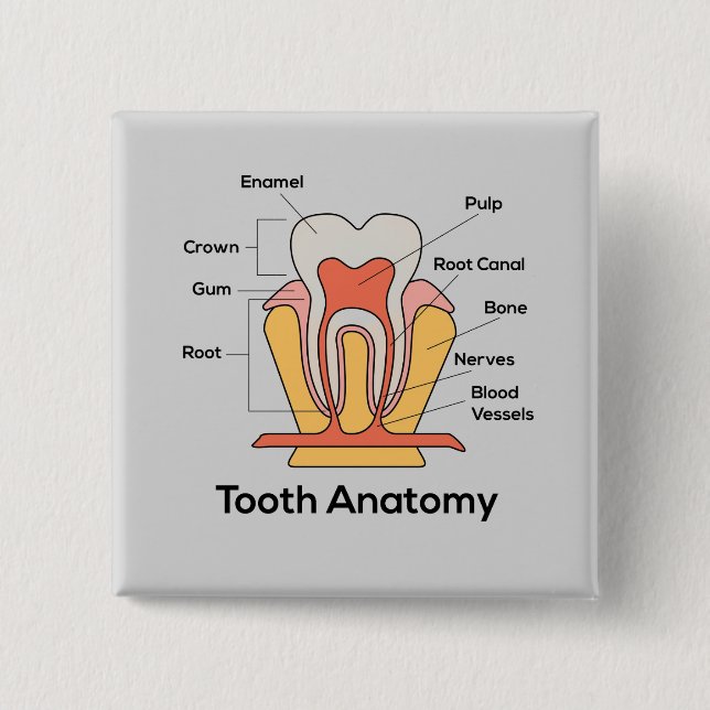 Tooth Anatomy Chart Pinback Button (Front)
