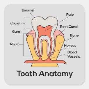 Tooth Anatomy Chart Square Sticker