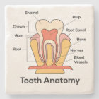 Tooth Anatomy Chart