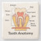 Tooth Anatomy Chart