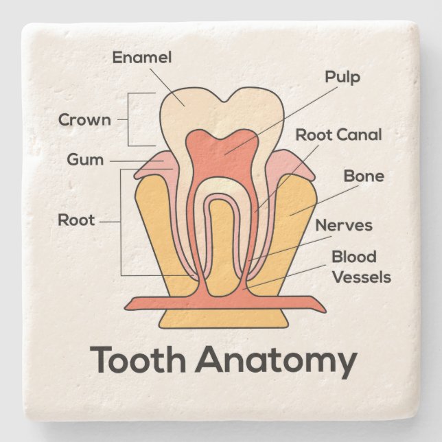 Tooth Anatomy Chart Stone Coaster (Front)