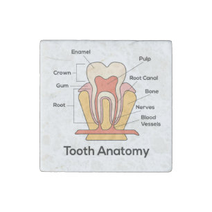 Tooth Anatomy Chart Stone Magnet