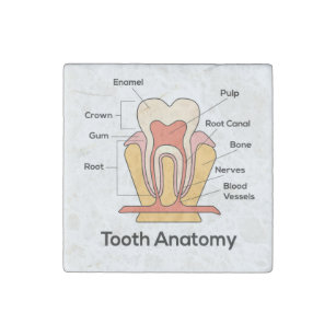 Tooth Anatomy Chart Stone Magnet