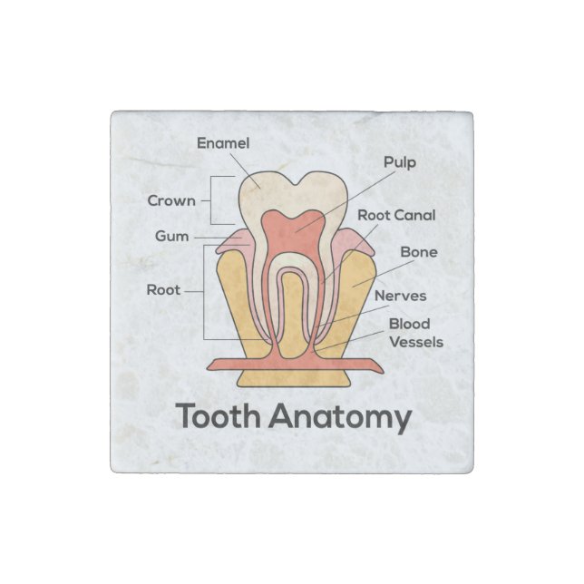 Tooth Anatomy Chart Stone Magnet (Front)