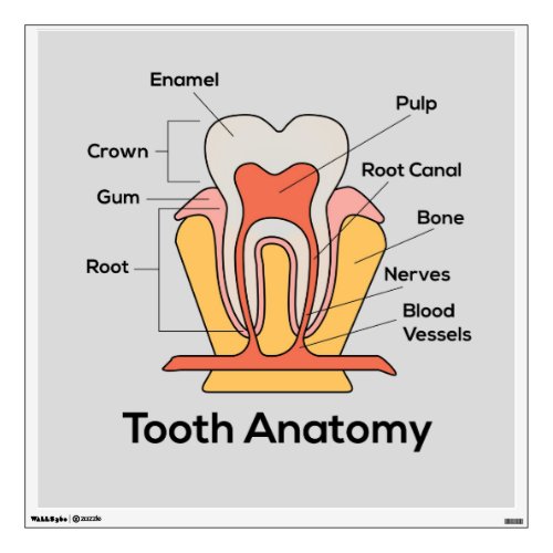 Tooth Anatomy Chart Wall Sticker