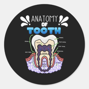 Tooth Anatomy Dentist Humor For Orthodontist Classic Round Sticker