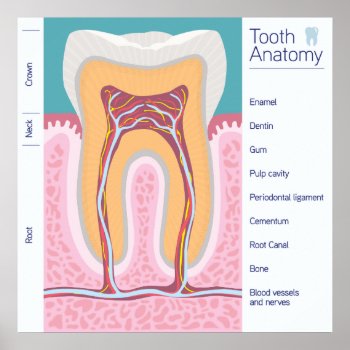 Tooth Anatomy Illustration Poster by RusticVintage at Zazzle