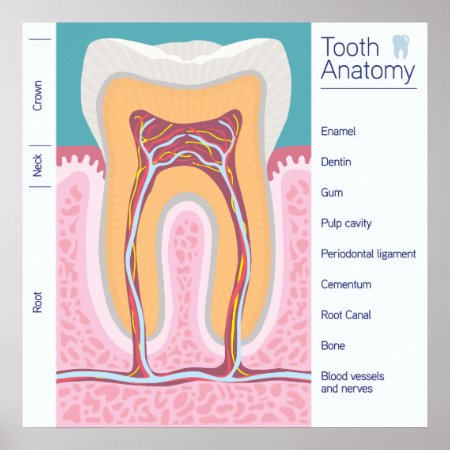 Tooth Anatomy Illustration Poster