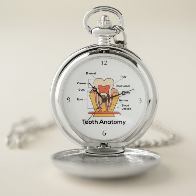 Tooth Anatomy Silver Pocket Watch (Inside)