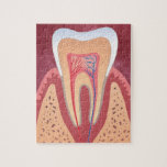 Tooth Structure Jigsaw Puzzle at Zazzle