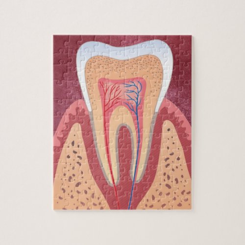 TOOTH STRUCTURE JIGSAW PUZZLE