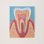 Tooth Structure Jigsaw Puzzle at Zazzle