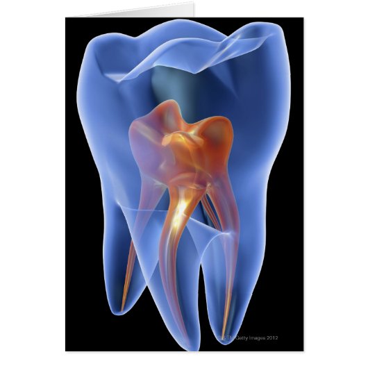 Tooth, transparent cross section of a molar cards (Front)