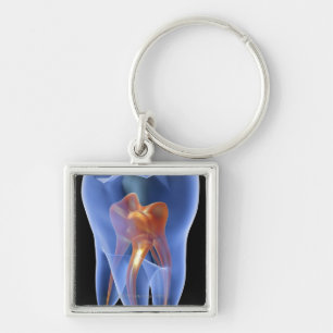 Tooth, transparent cross section of a molar keychain