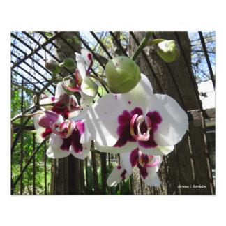 Toothed Purple and White Phalaenopsis Orchid Photo Print