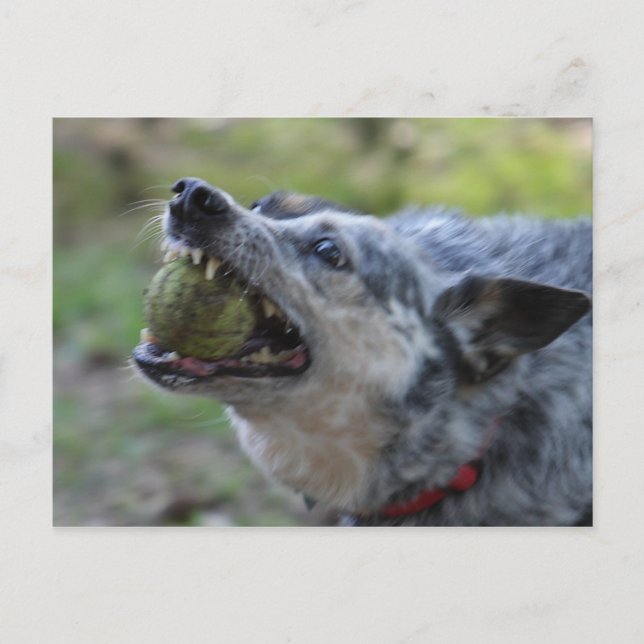 Toothy Ball Postcard (Front)