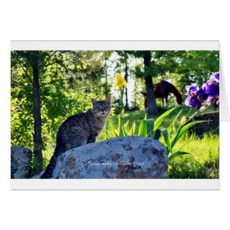 ~Top cat on Rock~ Cards