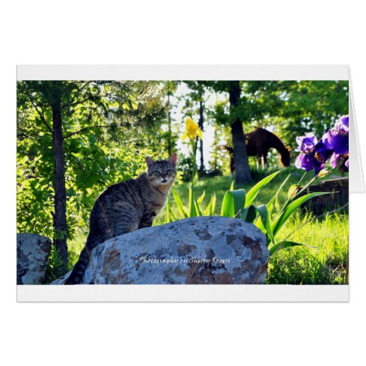 ~Top cat on Rock~ Cards (Front Horizontal)