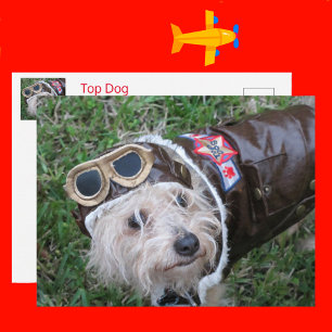 Top Dog in Aviator Outfit Postcard