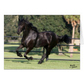 Top Hat Friesians (Front Horizontal)