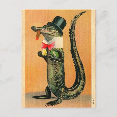 Top Hat Gator Postcard