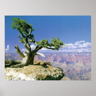 Top O' The Canyon Poster