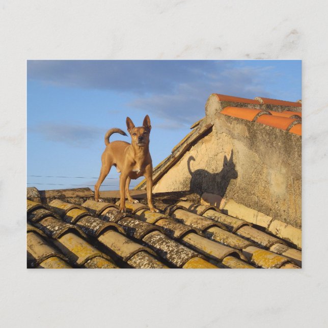 Top of the world. postcard (Front)