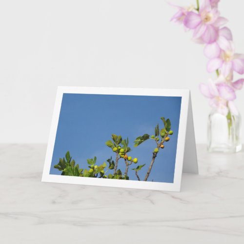 Top of White Fig Tree Card