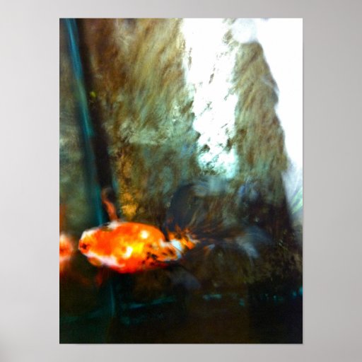 top-view artistic calico goldfish posters | Zazzle