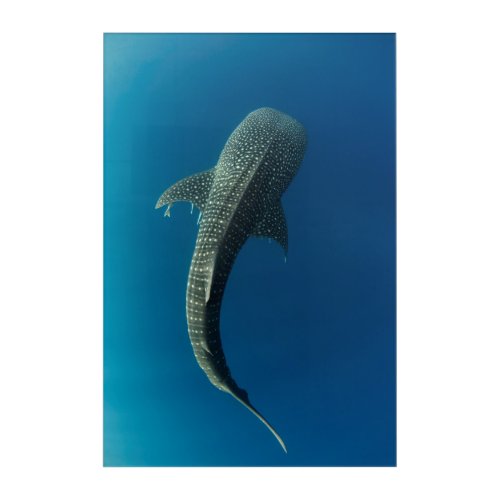 Top view of a Whale Shark Acrylic Print