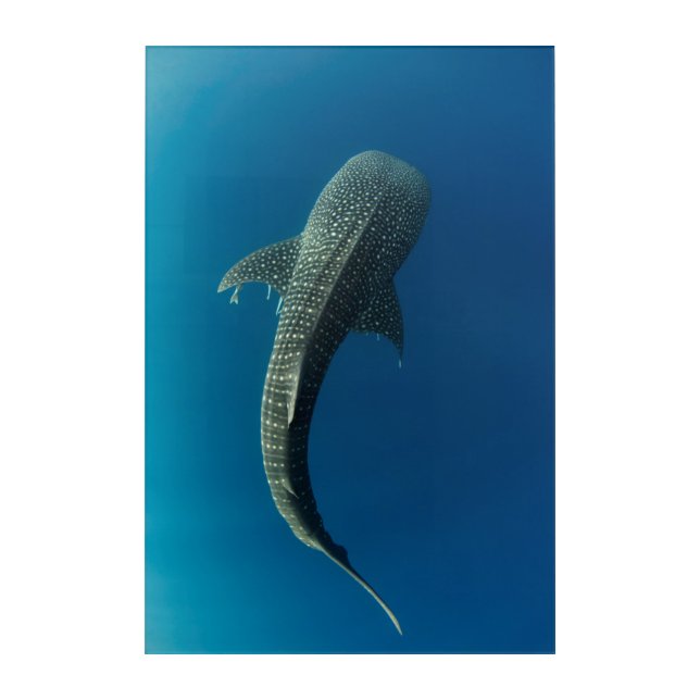 Top view of a Whale Shark Acrylic Print (Front)