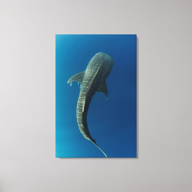 Top view of a Whale Shark Canvas Print (Front)