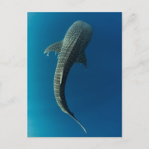 Top view of a Whale Shark Postcard