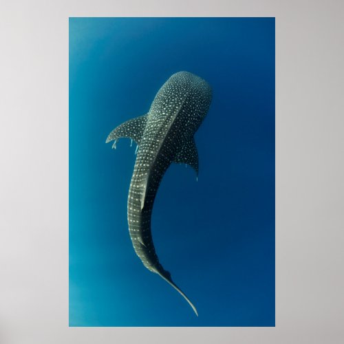 Top view of a Whale Shark Poster