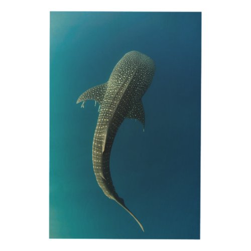 Top view of a Whale Shark Wood Wall Decor