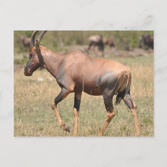 Topi (Antelope) in Serengeti Postcard (Front)