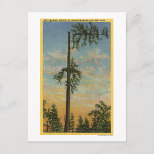 Topping Giant Spruce for 200 ft. Sailing Postcard