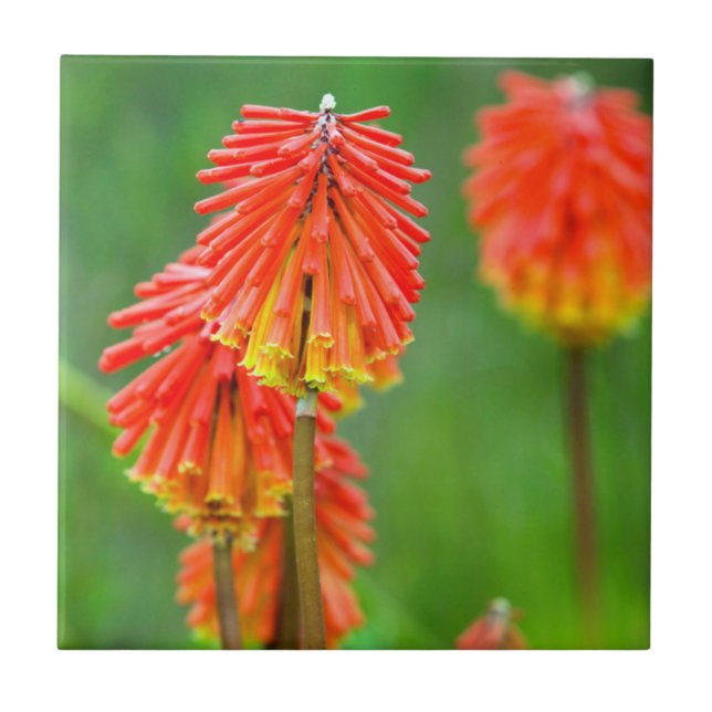 Torch Lily (Kniphofia Uvaria), Western Cape Ceramic Tile (Front)