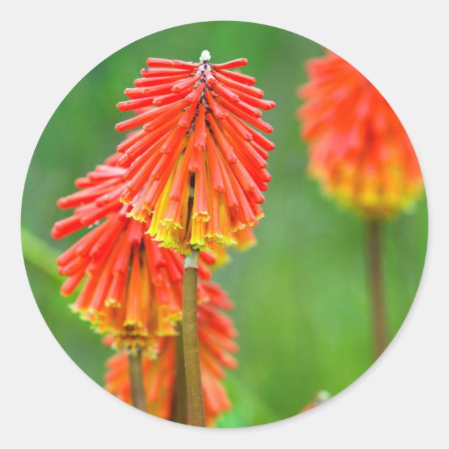 Torch Lily (Kniphofia Uvaria), Western Cape Classic Round Sticker (Front)